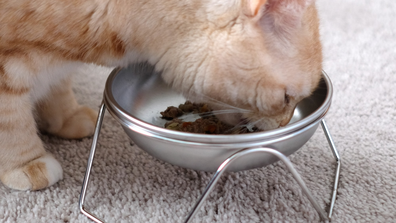 An application scenario or product detail of cat water dishes - Image 1
