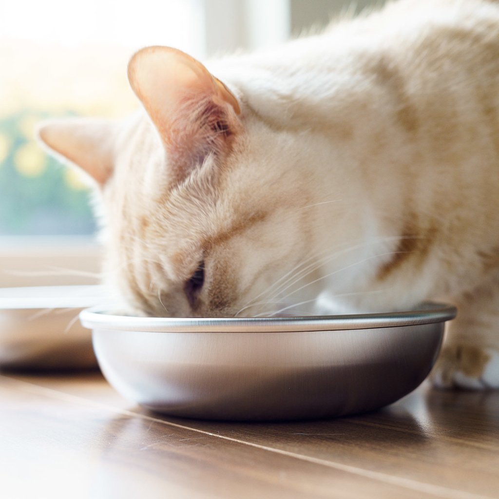 An application scenario or product detail of cat water dishes - Image 15