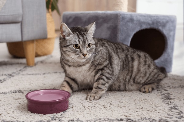 An application scenario or product detail of cat water dishes - Image 20