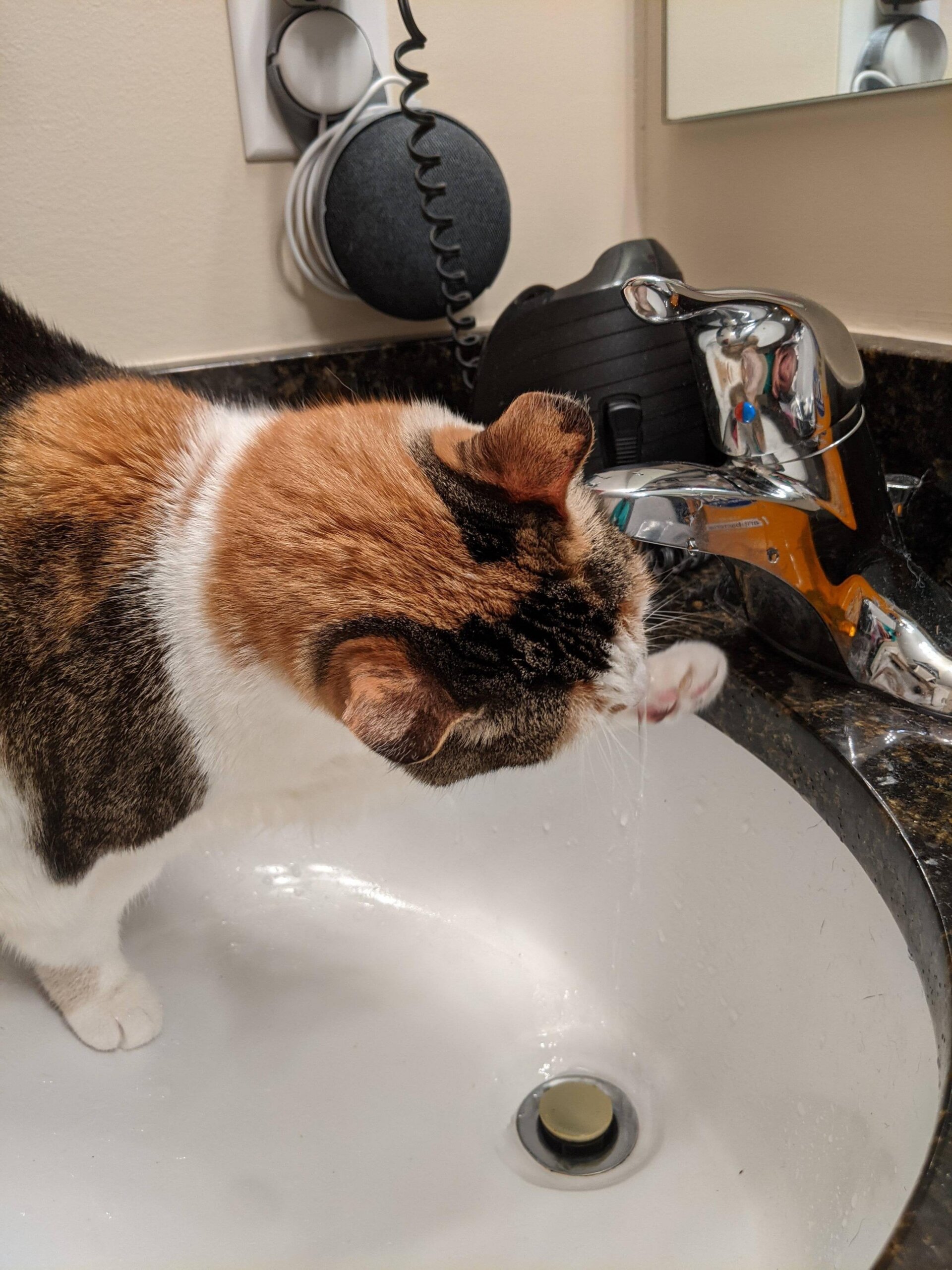 An application scenario or product detail of cat water faucet - Image 17