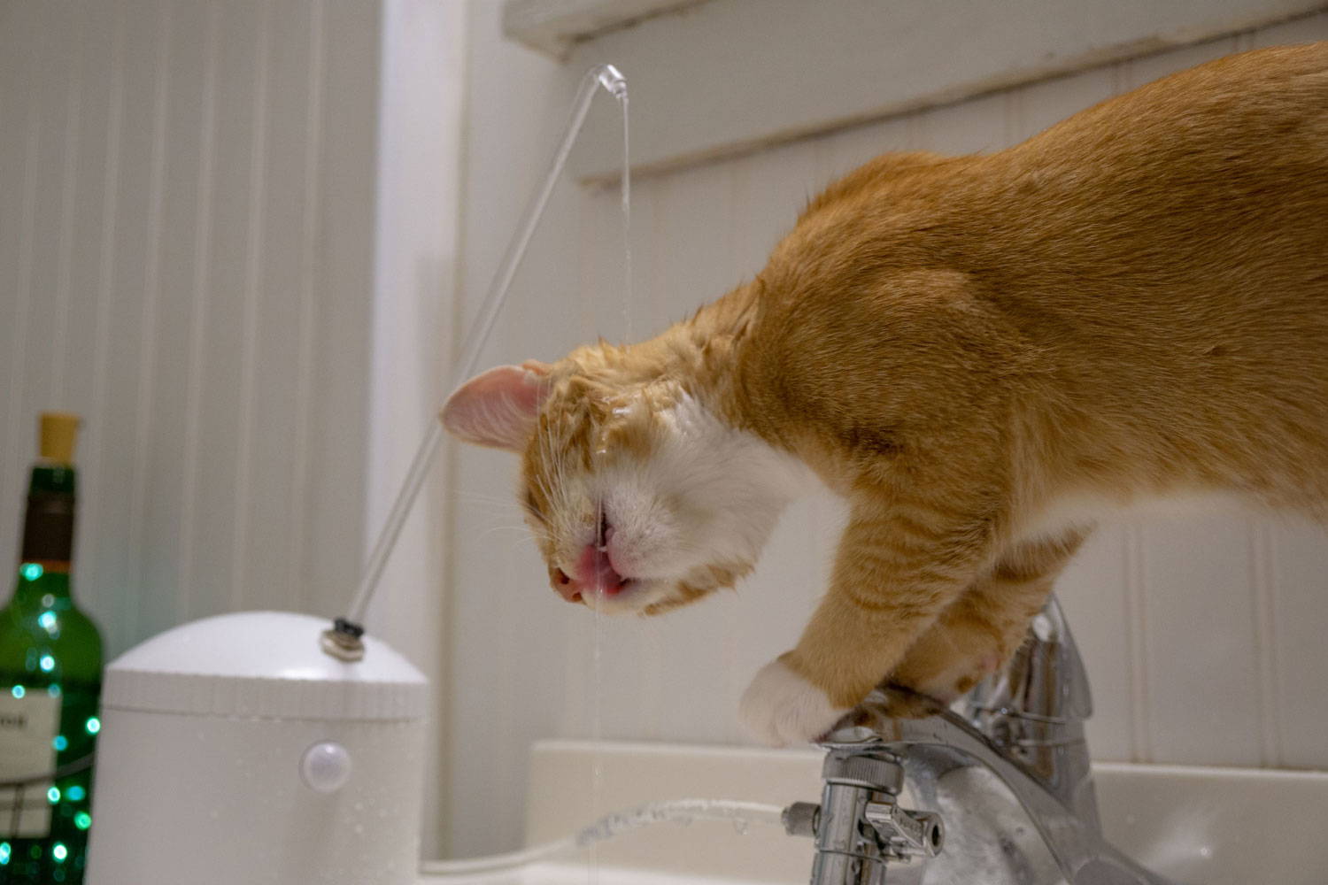 An application scenario or product detail of cat water faucet - Image 20