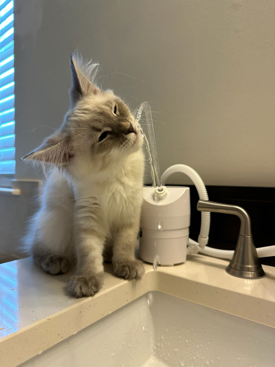 An application scenario or product detail of cat water tap - Image 5