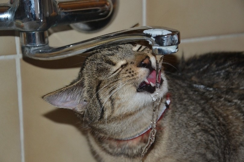 An application scenario or product detail of cat water tap - Image 10
