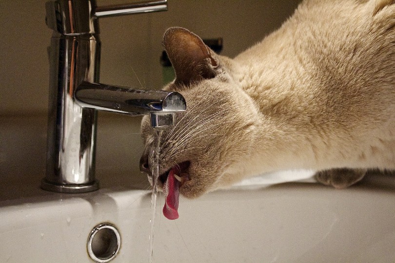 An application scenario or product detail of cat water tap - Image 17