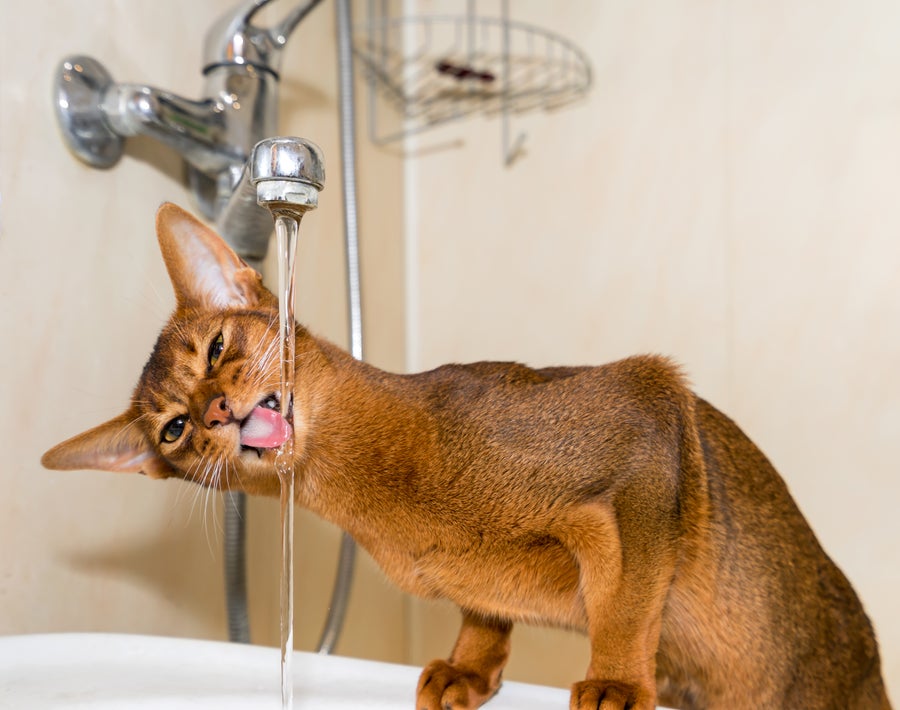 An application scenario or product detail of cat water tap - Image 21