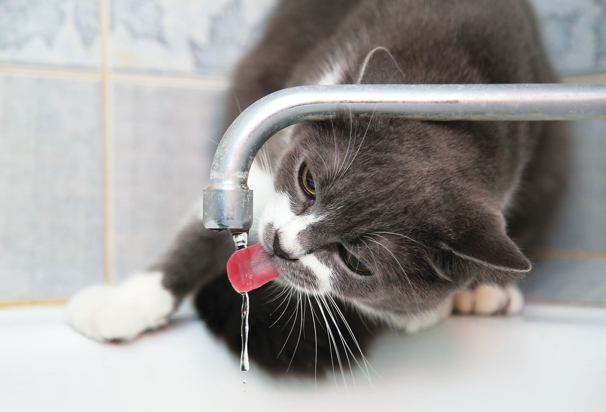 An application scenario or product detail of cat water tap - Image 23