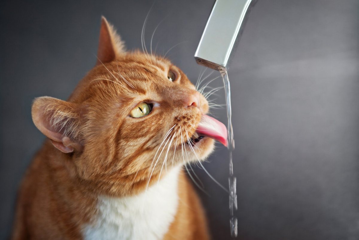 An application scenario or product detail of cats liking water - Image 7