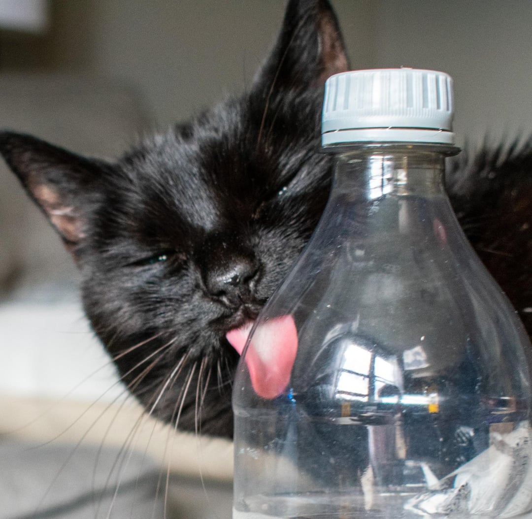 An application scenario or product detail of cats liking water - Image 8
