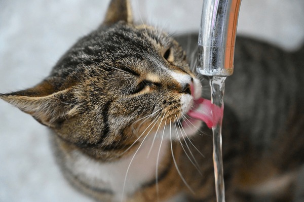 Featured image for the cats liking water guide