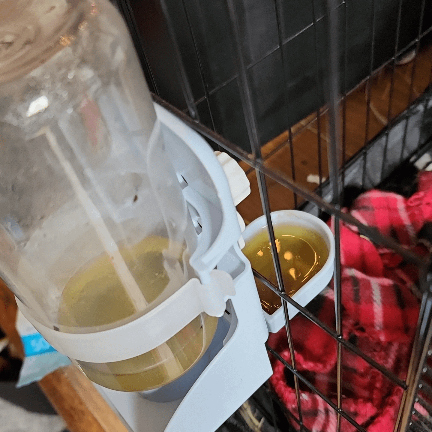 An application scenario or product detail of ceramic water dispenser for guinea pigs - Image 13