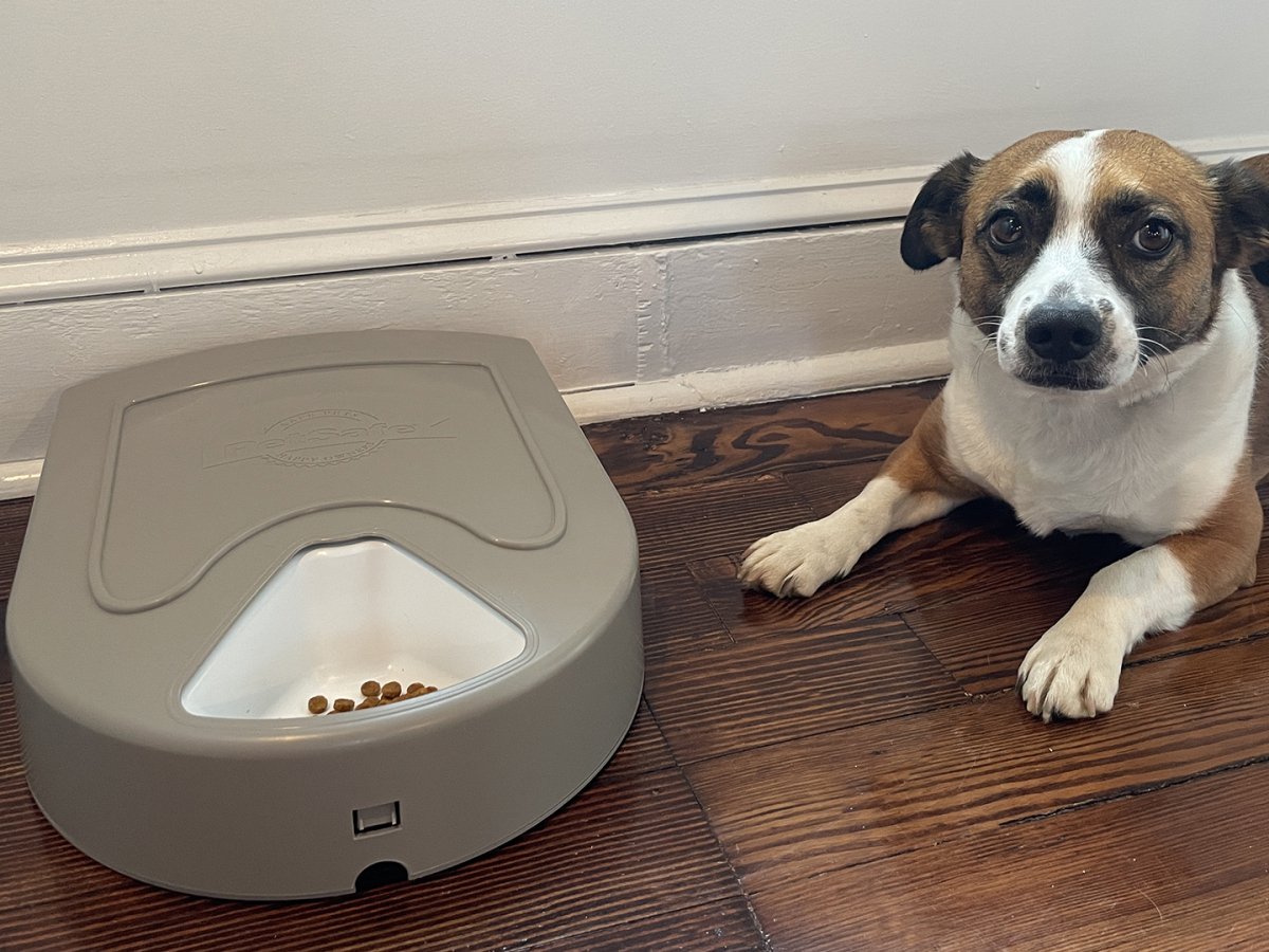 An application scenario or product detail of cheap pet feeder - Image 4