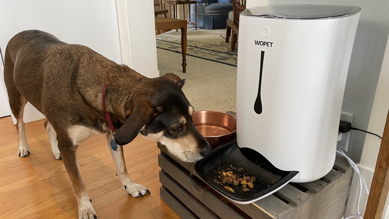 An application scenario or product detail of cheap pet feeder - Image 7