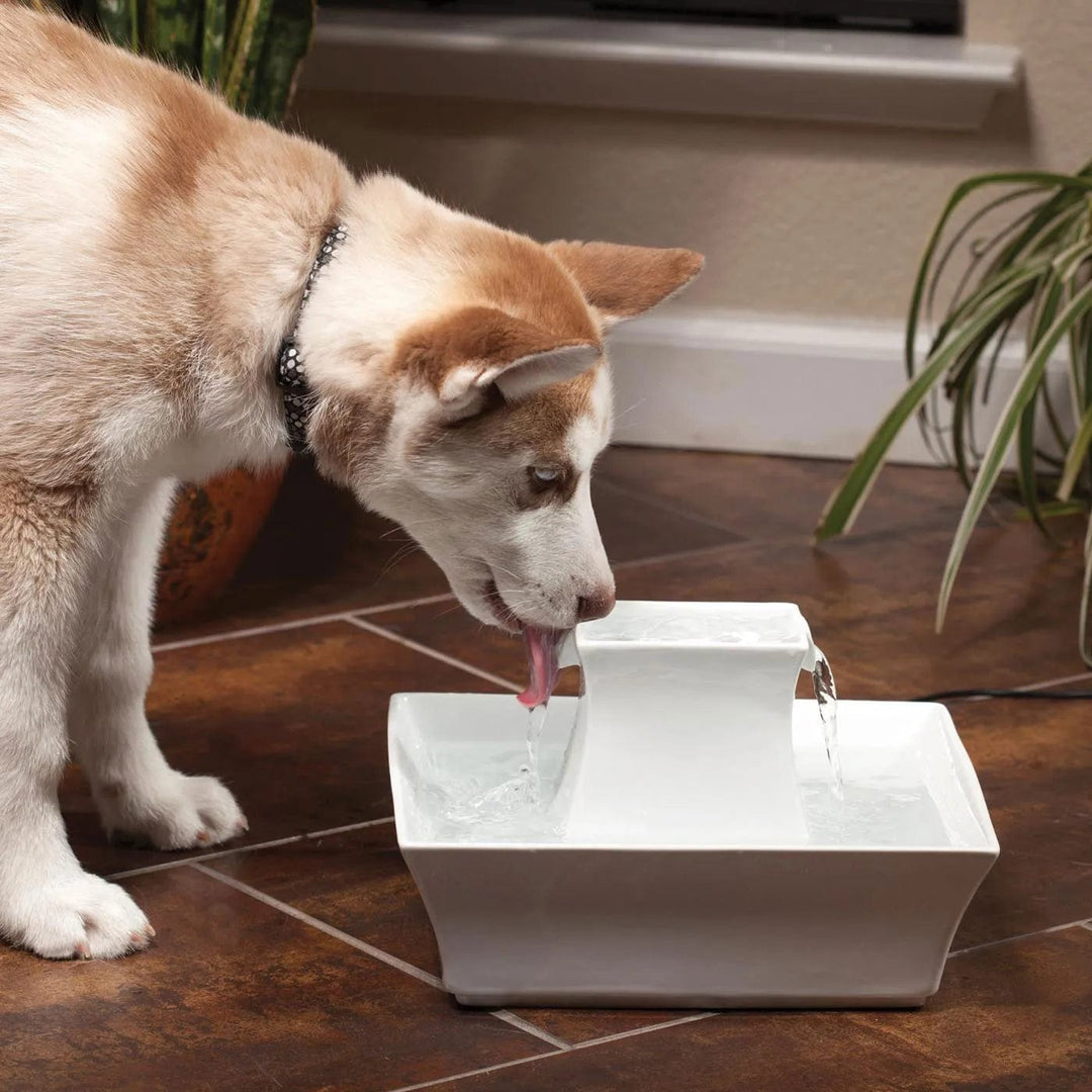 An application scenario or product detail of circulating water bowl for dogs - Image 12