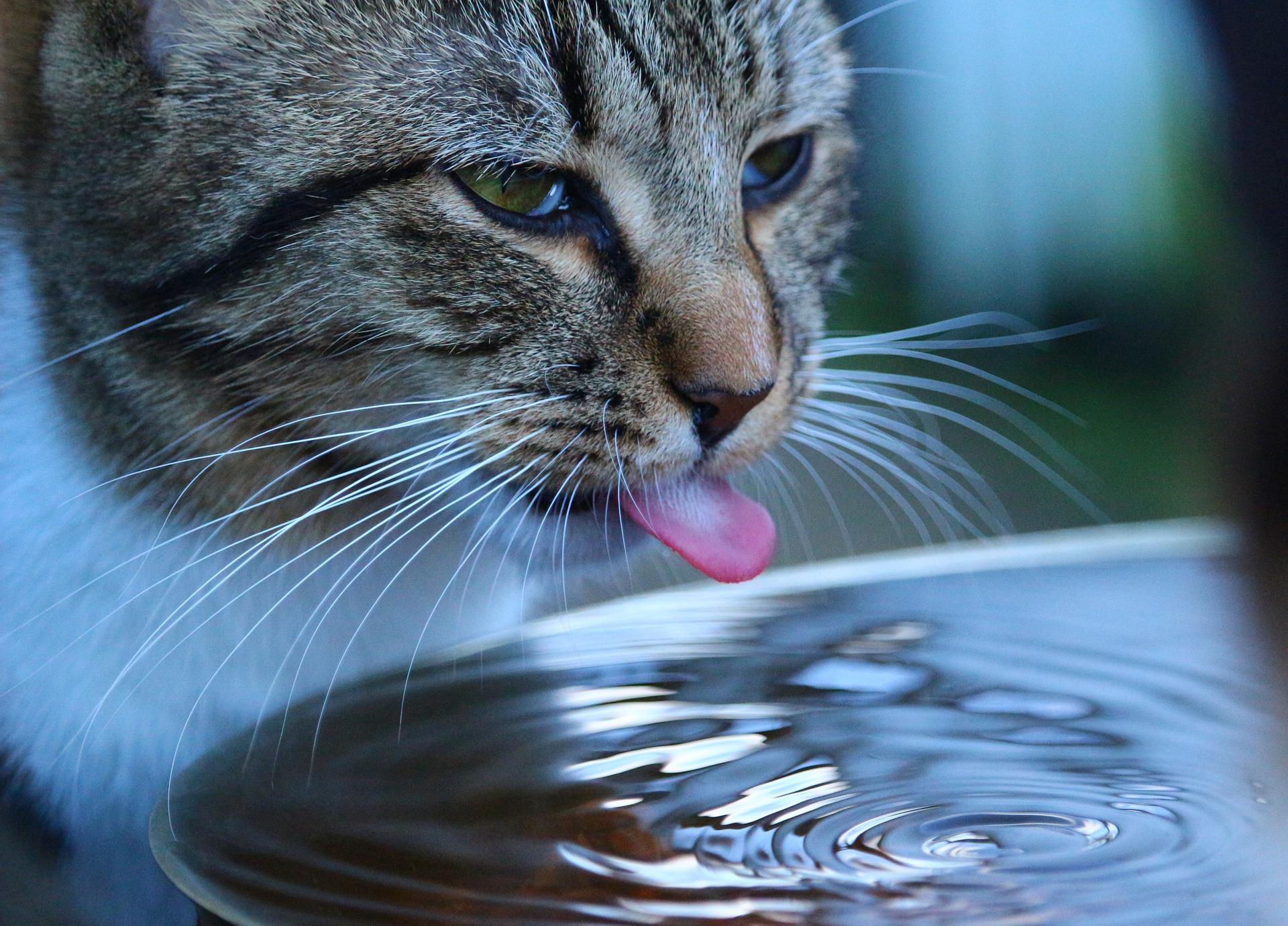 An application scenario or product detail of cold water for cats - Image 7