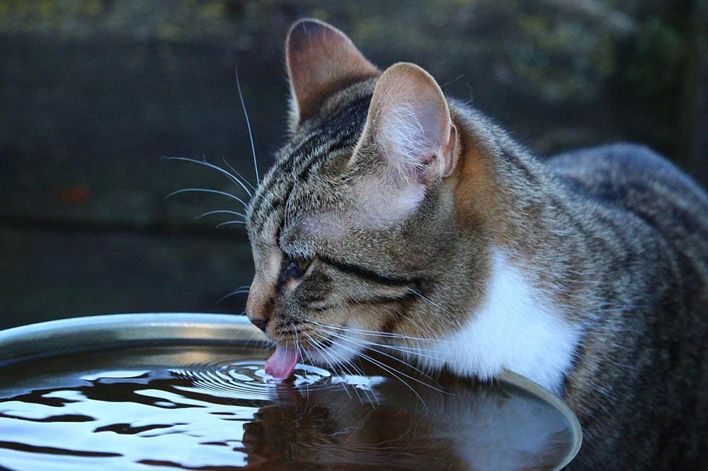 An application scenario or product detail of cold water for cats - Image 12