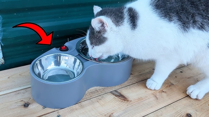 An application scenario or product detail of cold water for cats - Image 13