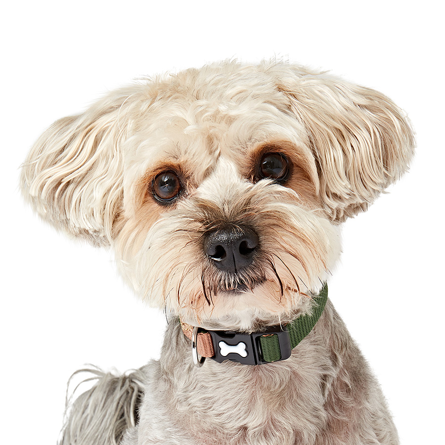 An application scenario or product detail of collars pets at home - Image 18