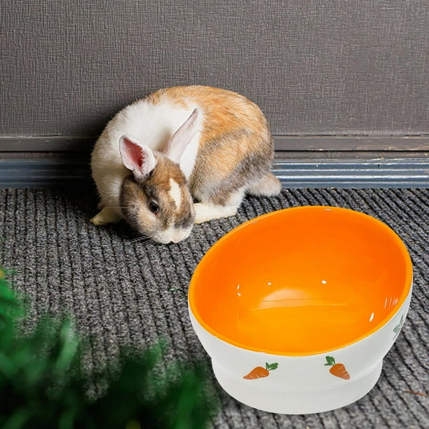 Featured image for the comederos para conejos guide