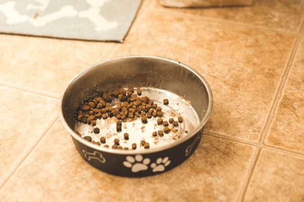 An application scenario or product detail of dirty dog water bowl - Image 6
