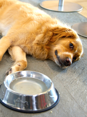 An application scenario or product detail of dirty dog water bowl - Image 15