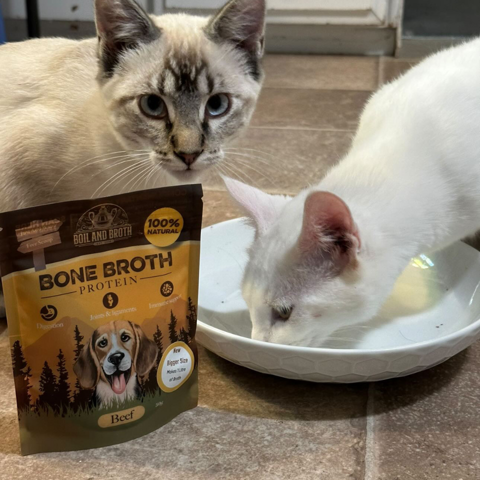 An application scenario or product detail of dirty dog water bowl - Image 20