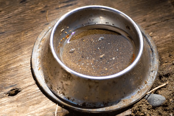 Featured image for the dirty dog water bowl guide