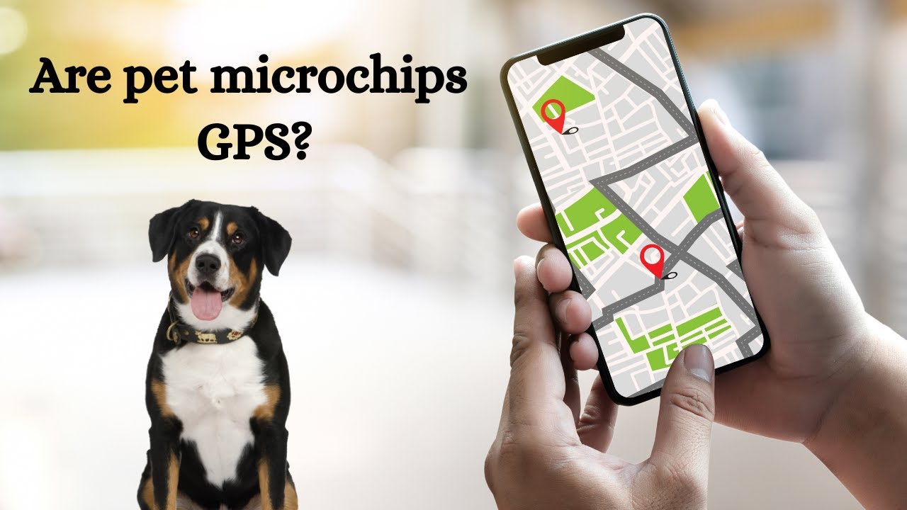 An application scenario or product detail of do animal microchips have gps - Image 1