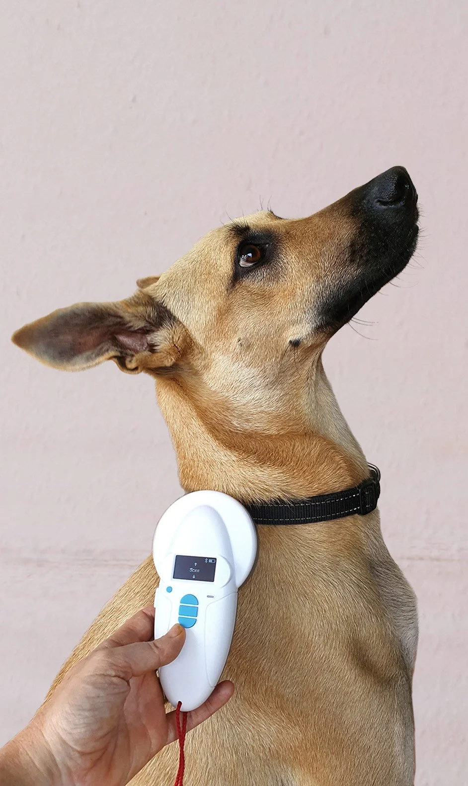 An application scenario or product detail of do animal microchips have gps - Image 5