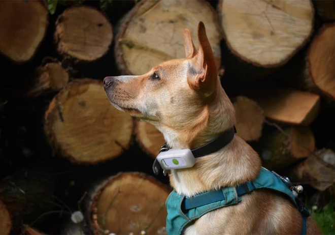 An application scenario or product detail of do animal microchips have gps - Image 11