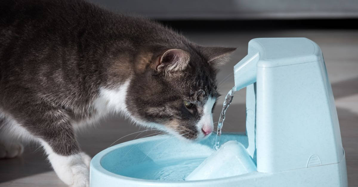 An application scenario or product detail of do cats like ice water - Image 6