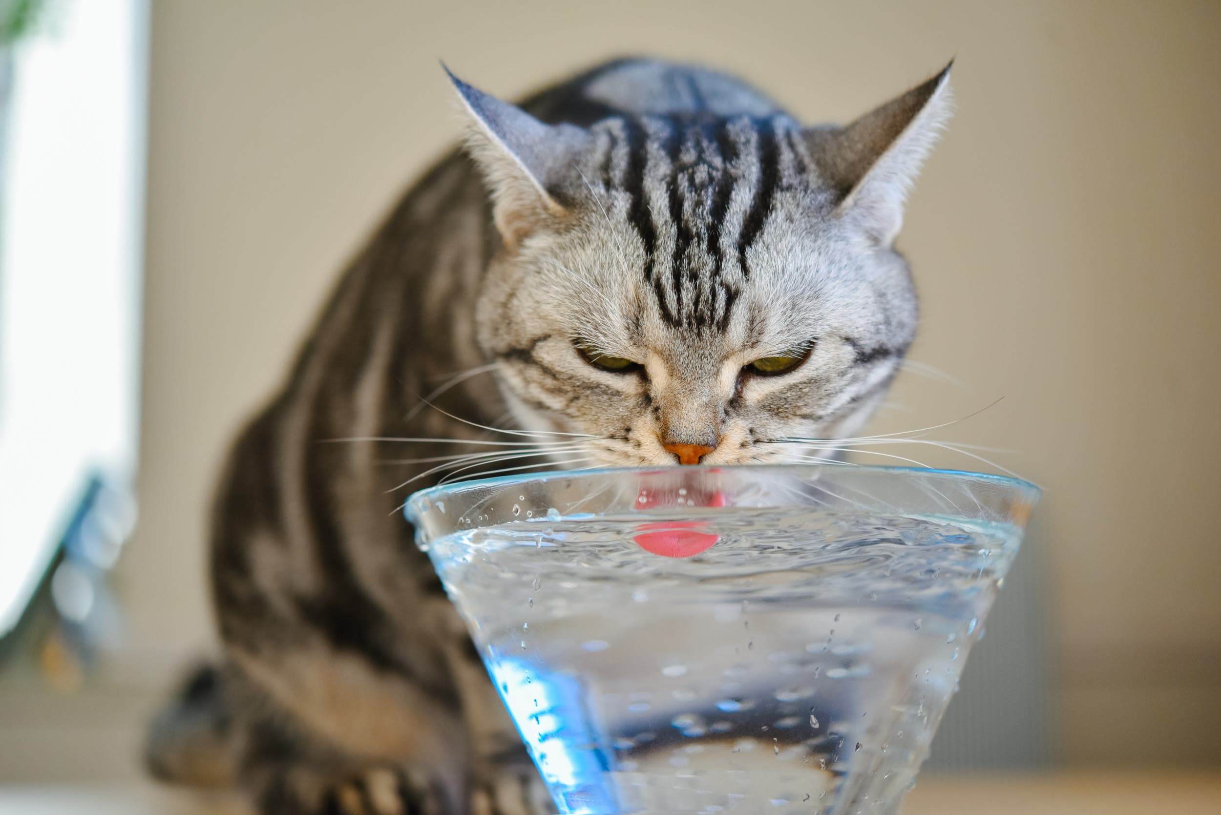 An application scenario or product detail of do cats like ice water - Image 15