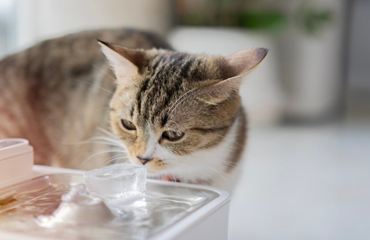 An application scenario or product detail of do cats like ice water - Image 17