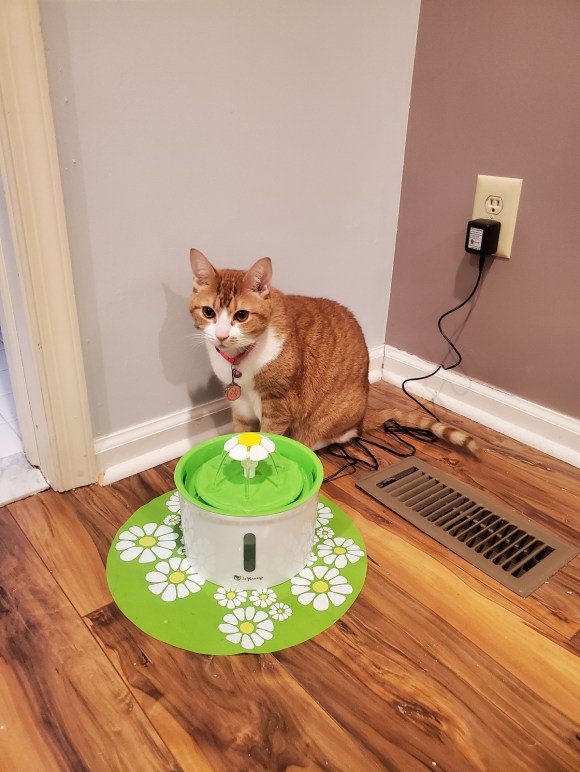 An application scenario or product detail of do cats like ice water - Image 21