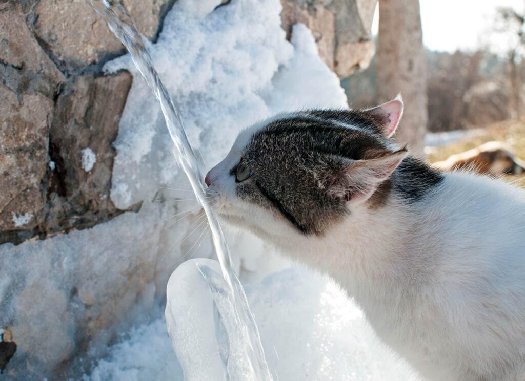 Featured image for the do cats like ice water guide