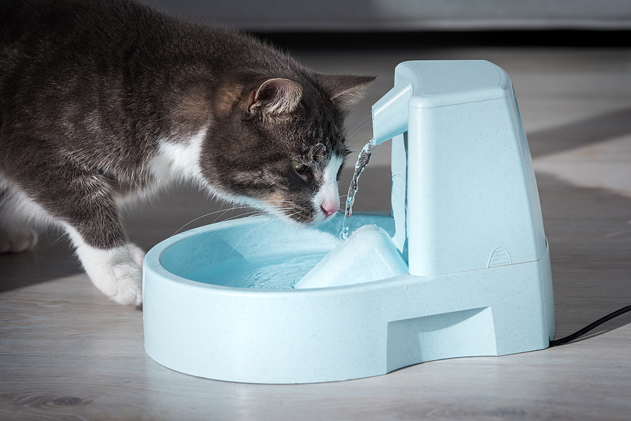 An application scenario or product detail of do cats like water fountains - Image 4