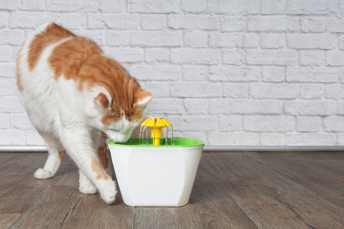 An application scenario or product detail of do cats need a water fountain - Image 7