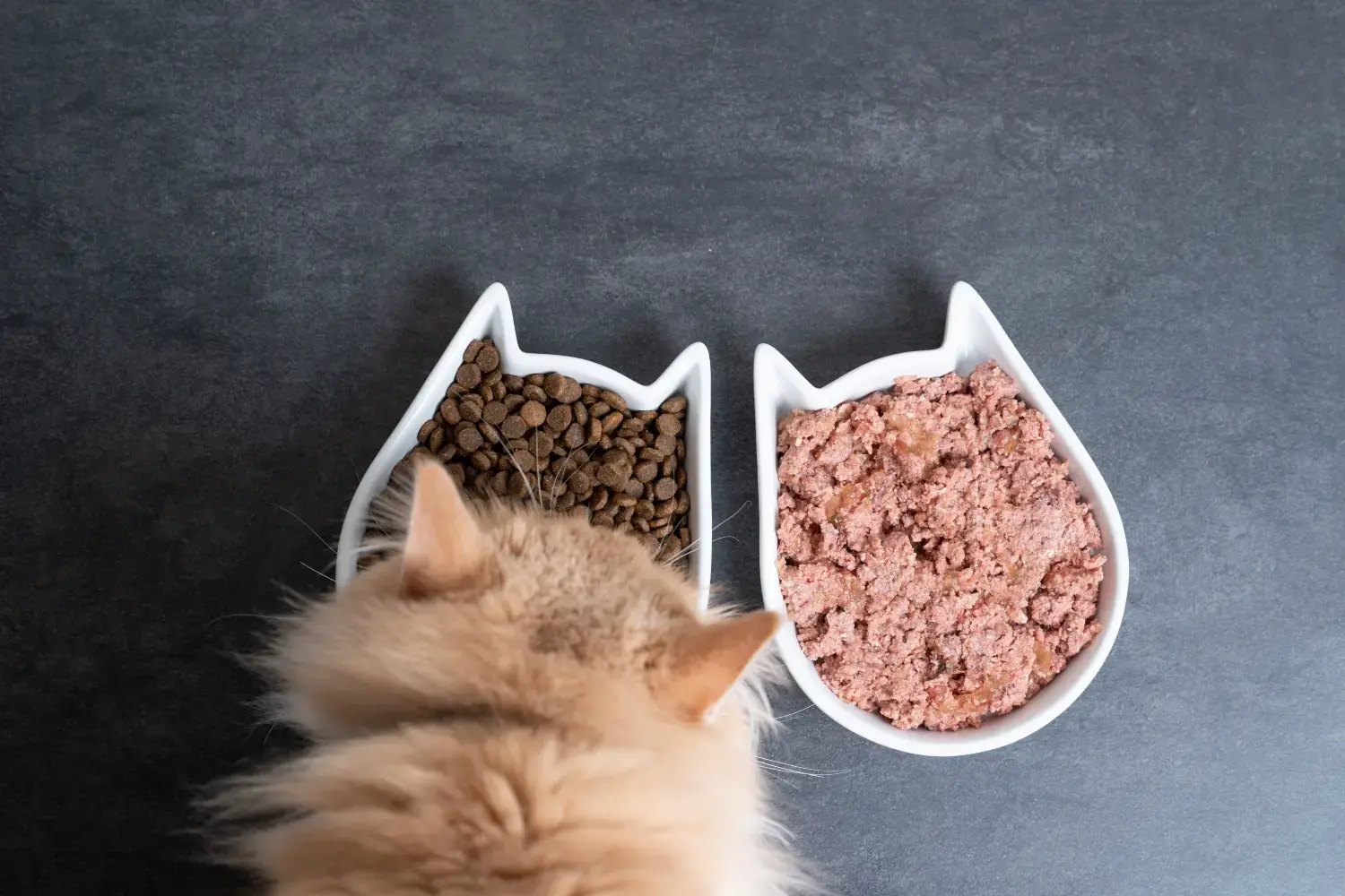 An application scenario or product detail of do cats prefer dry food or wet food - Image 9