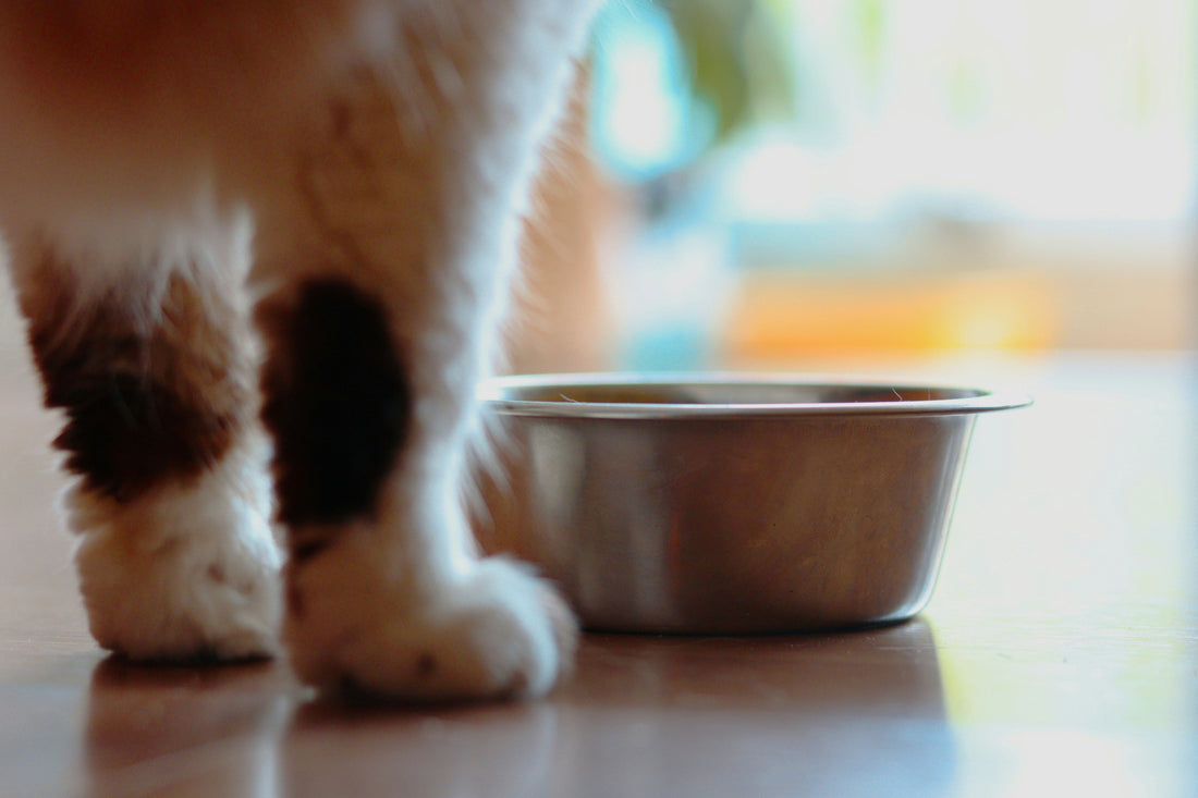 An application scenario or product detail of do cats prefer dry food or wet food - Image 20