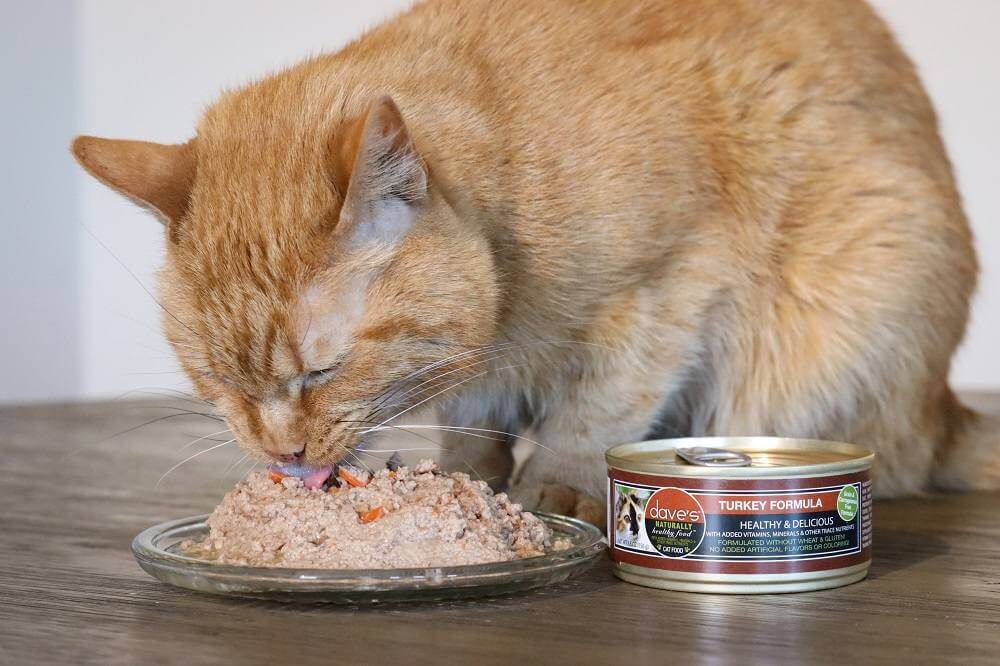 An application scenario or product detail of do cats prefer dry food or wet food - Image 21
