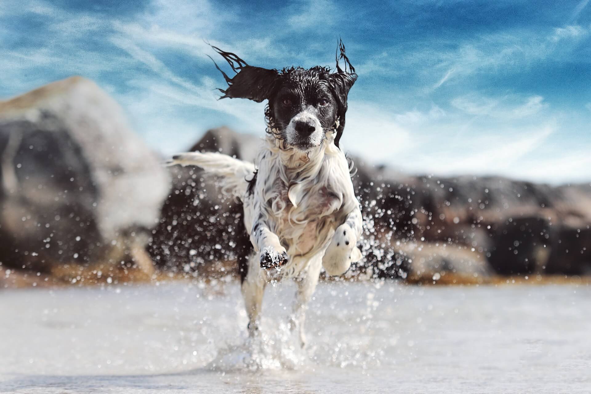 An application scenario or product detail of do dogs like cold water - Image 11