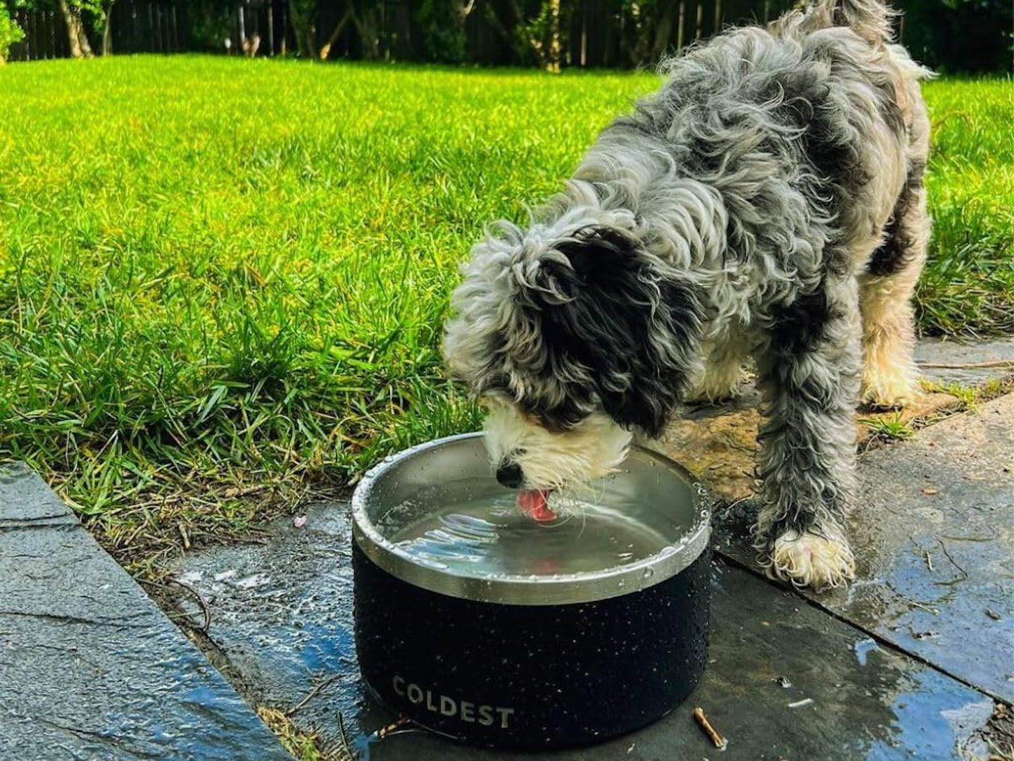 An application scenario or product detail of do dogs like cold water - Image 17