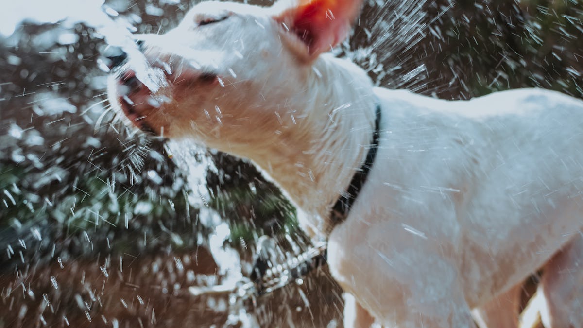An application scenario or product detail of do dogs prefer cold water - Image 19
