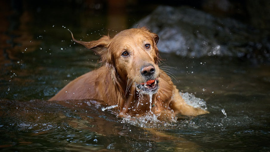 An application scenario or product detail of do dogs prefer cold water - Image 20