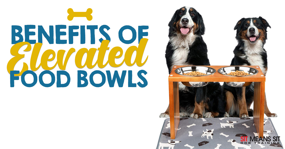 An application scenario or product detail of do elevated dog bowls cause bloat - Image 9