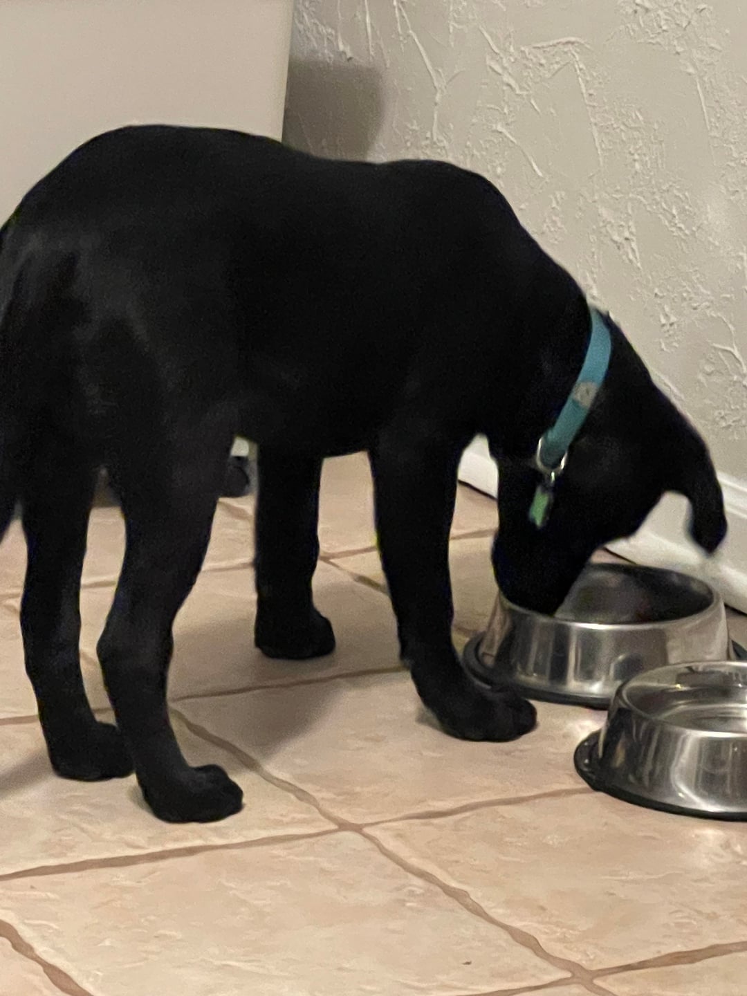 An application scenario or product detail of do elevated dog bowls cause bloat - Image 21