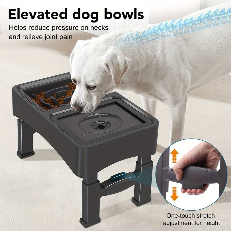 Featured image for the do elevated dog bowls cause bloat guide