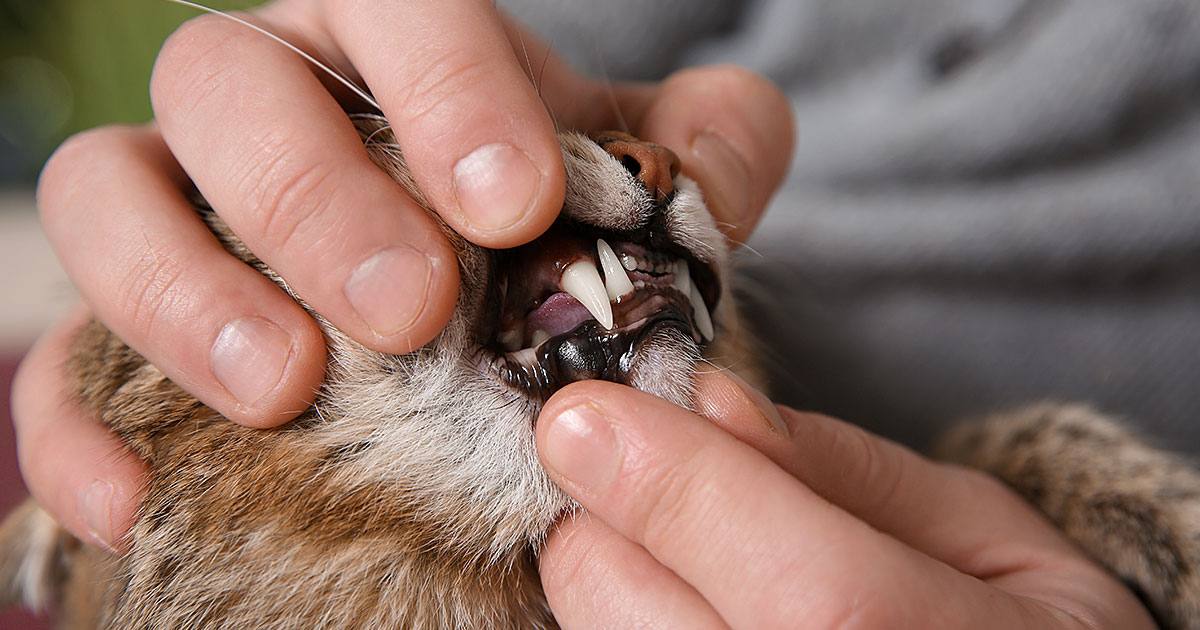 An application scenario or product detail of do i have to brush my cat's teeth - Image 10