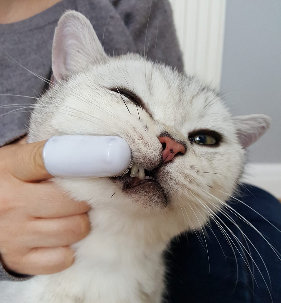 An application scenario or product detail of do i have to brush my cat's teeth - Image 13