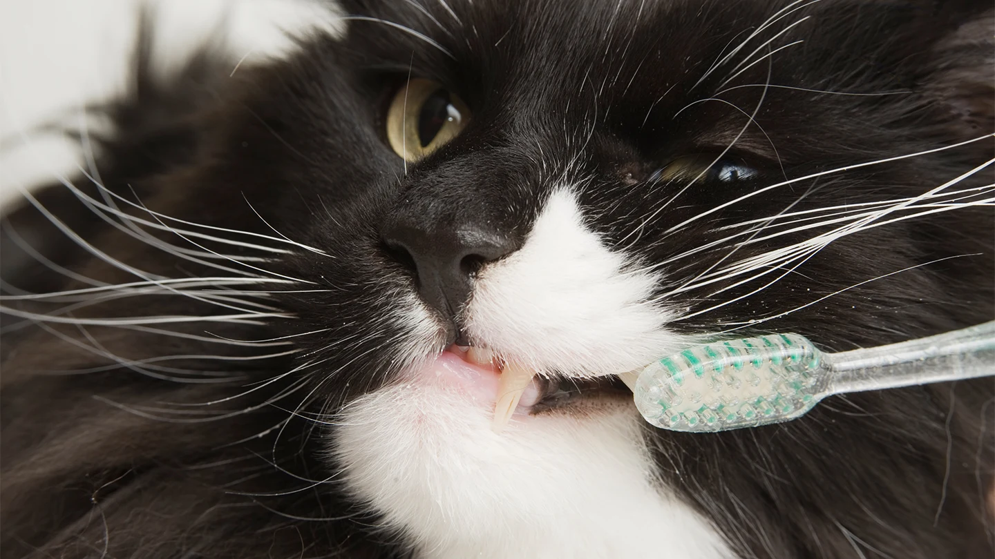 An application scenario or product detail of do i have to brush my cat's teeth - Image 15