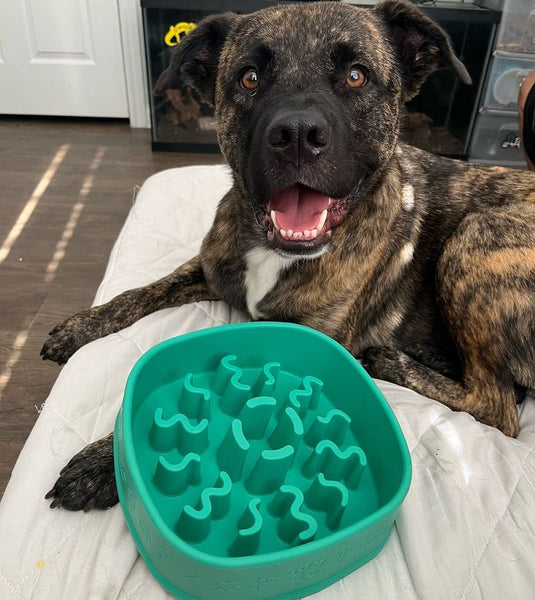 An application scenario or product detail of do slow feeders work for dogs - Image 17